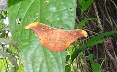 Antheraea frithi