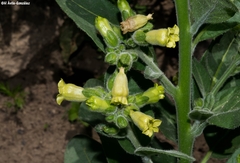 Nicotiana rustica