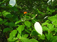 Ixoroideae
