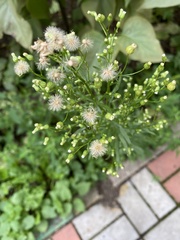 Erigeron canadensis