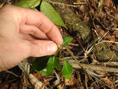 Leichhardtia rostrata
