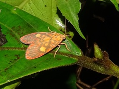 Ammatho cuneonotatus