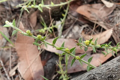 Acacia amblygona