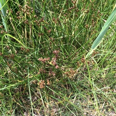 Juncus gerardi
