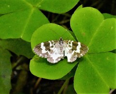 Trichodezia californiata