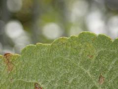 Stigmella malella