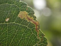 Stigmella malella