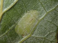 Phyllonorycter comparella