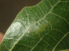 Phyllonorycter comparella