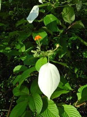 Ixoroideae