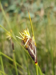 Ptilothrix deusta