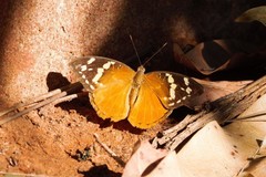 Aterica rabena