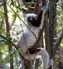 Propithecus coquereli