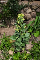 Nicotiana rustica