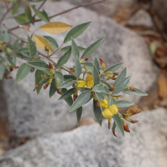 Cajanus acutifolius