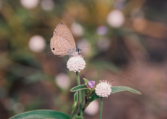 Prosotas nora ardates