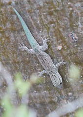 Phelsuma mutabilis
