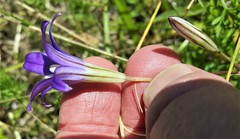 Brodiaea elegans hooveri