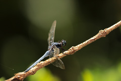Orthetrum glaucum