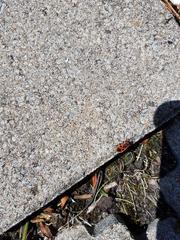 Pyrrhocoris apterus