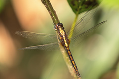 Orthetrum luzonicum