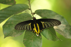 Troides aeacus