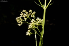Valeriana edulis procera