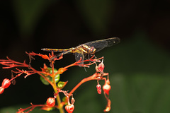 Orthetrum glaucum