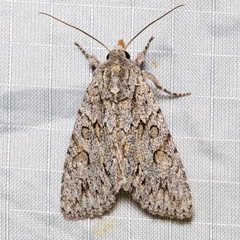 Andropolia aedon