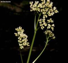 Valeriana edulis procera
