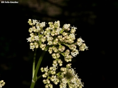 Valeriana edulis procera