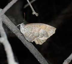 Pindis squamistriga