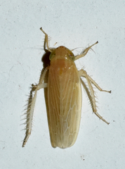 Graminella plana