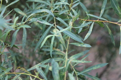 Salix vinogradovii