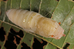 Odontoptilum angulata