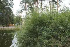 Salix vinogradovii