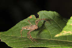 Hamadruas hieroglyphica