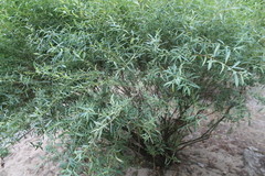 Salix vinogradovii