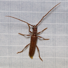 Aneflomorpha lineare