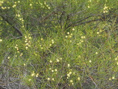 Acacia quadrilateralis