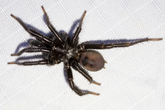 Antrodiaetus