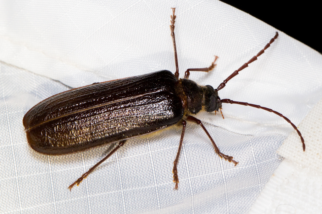 Tragosoma pilosicorne