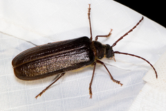 Tragosoma