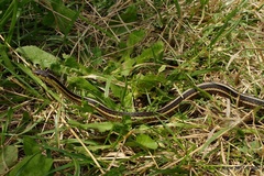 Thamnophis butleri