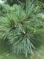 Pinus armandi