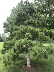 Pinus armandi