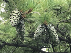 Pinus armandi