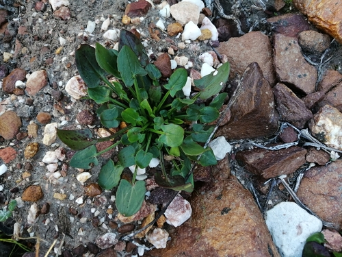 Image of Rumex cordatus by (c) Corne Brink, some rights reserved (CC BY-SA)