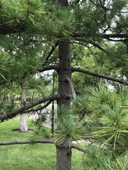 Pinus armandi