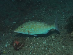 Lethrinus olivaceus